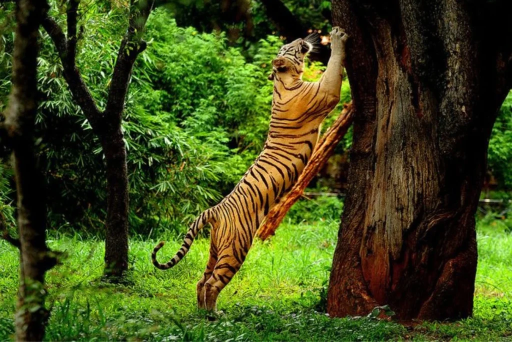 Mudumalai tiger reserve