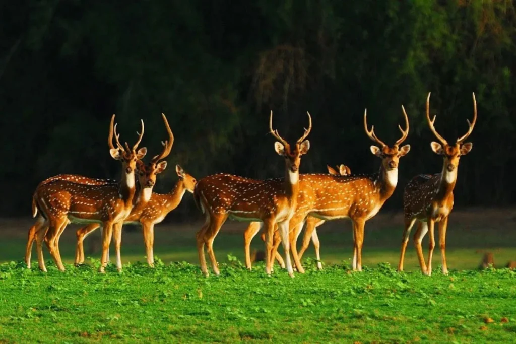 nagarhole national park