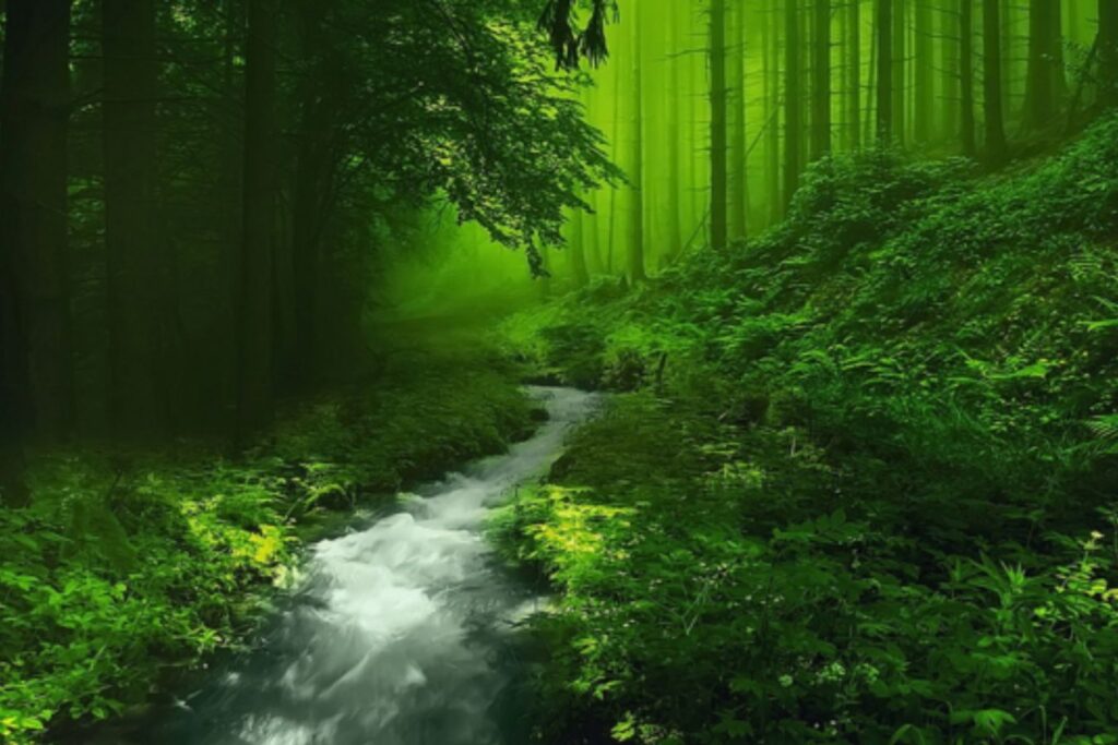 silent vally