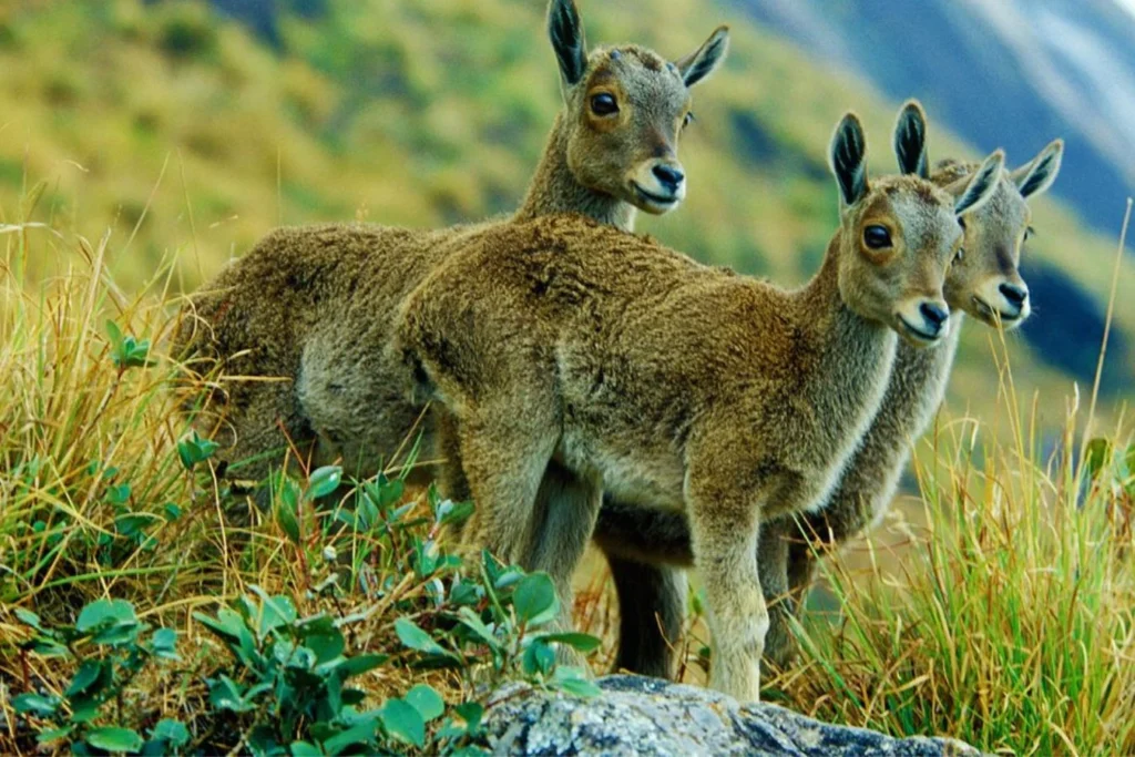Wildlife and Adventure Tourism in Kerala