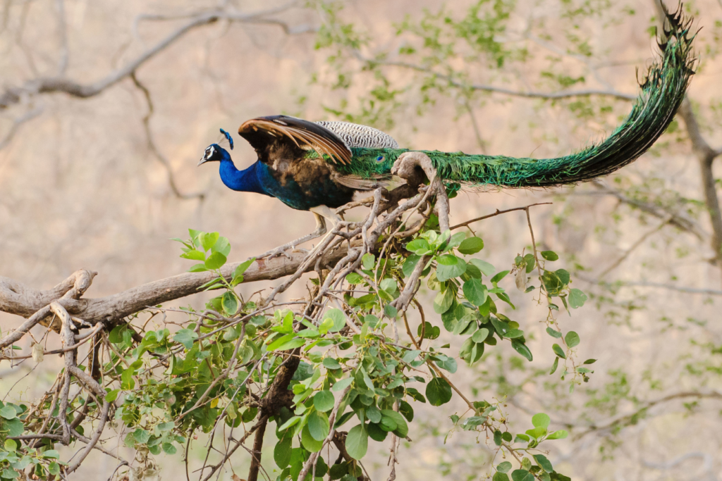 Tholpetty Wildlife Sanctuary Safari Package