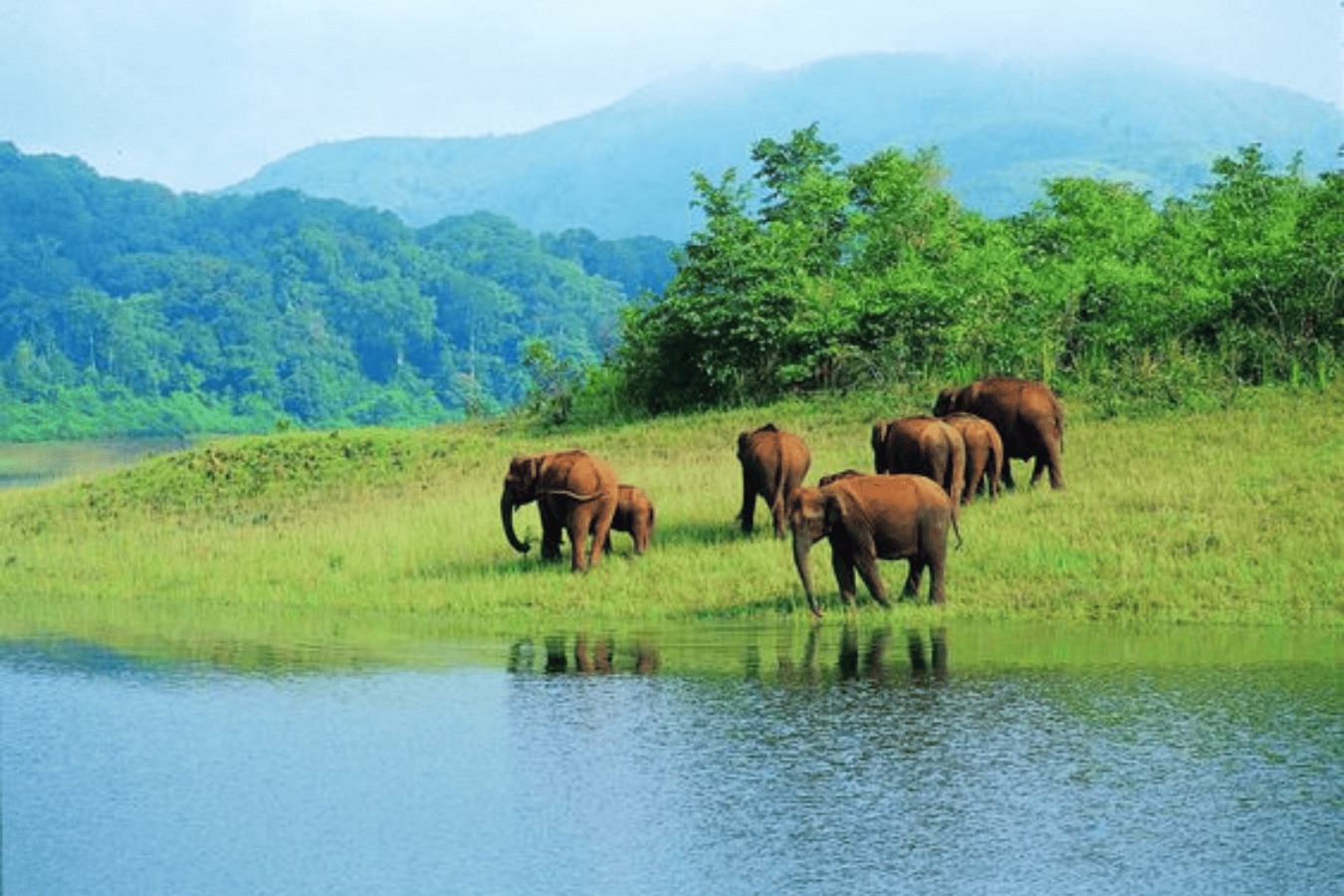 Wayanad Wildlife Sanctuary