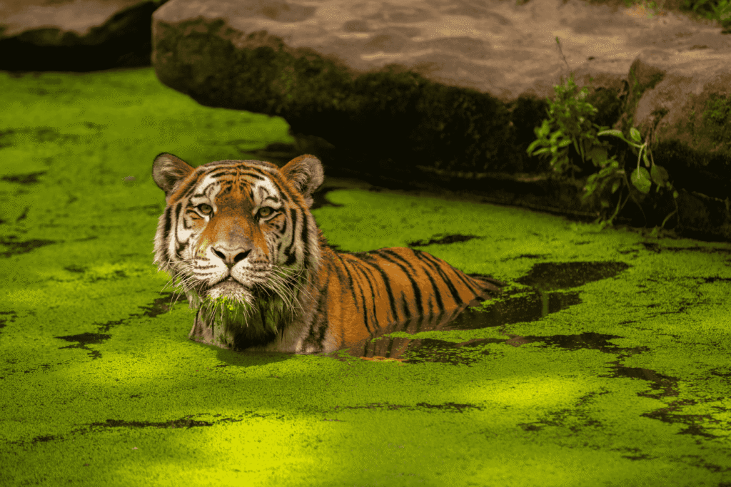 Tholpetty Wildlife Sanctuary destinations