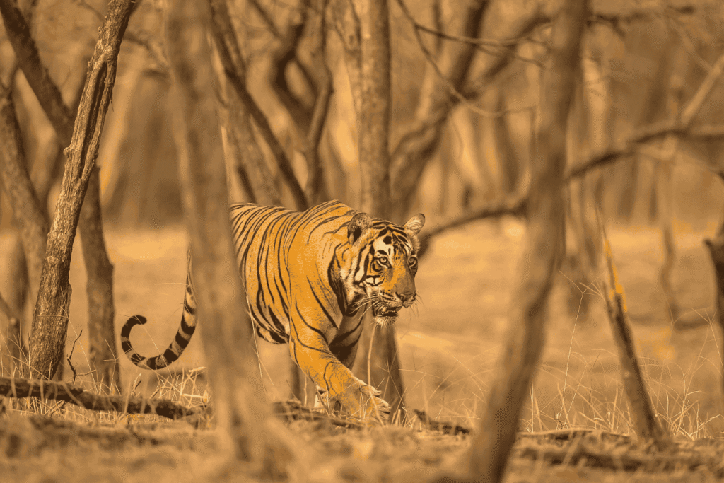 Tholpetty Wildlife Sanctuary