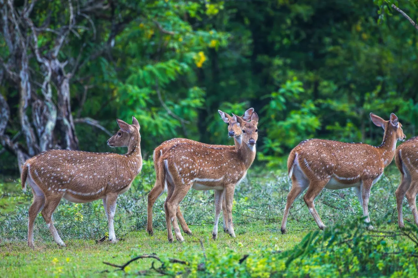 Muthanga Wildlife Sanctuary