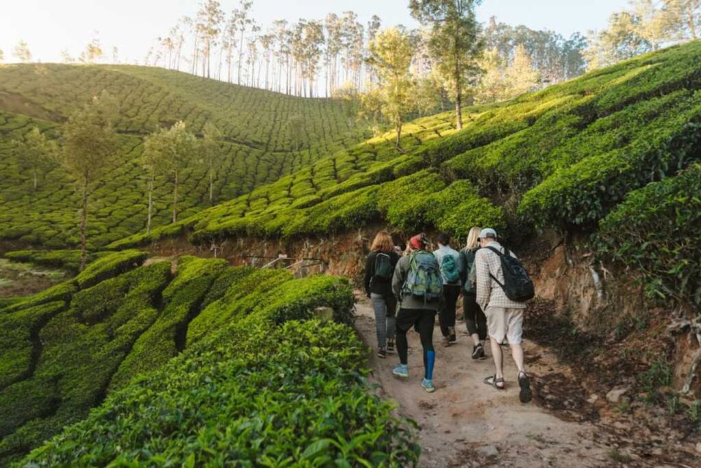 munnar trelling-Best trekking spots in Kerala