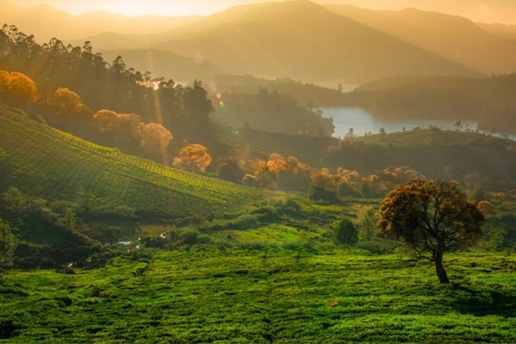 Best Places to Visit in South India-ooty